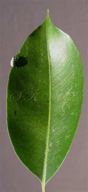  Leaf